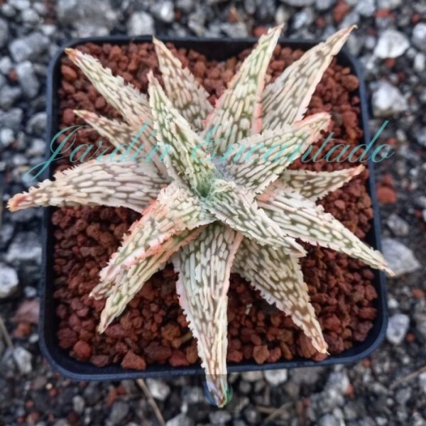 ALOE - 57-