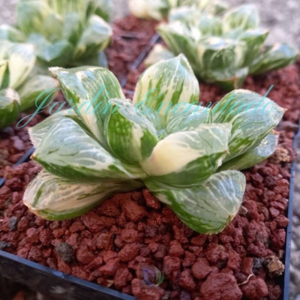 HOPEFUL DAWN VARIEGADA