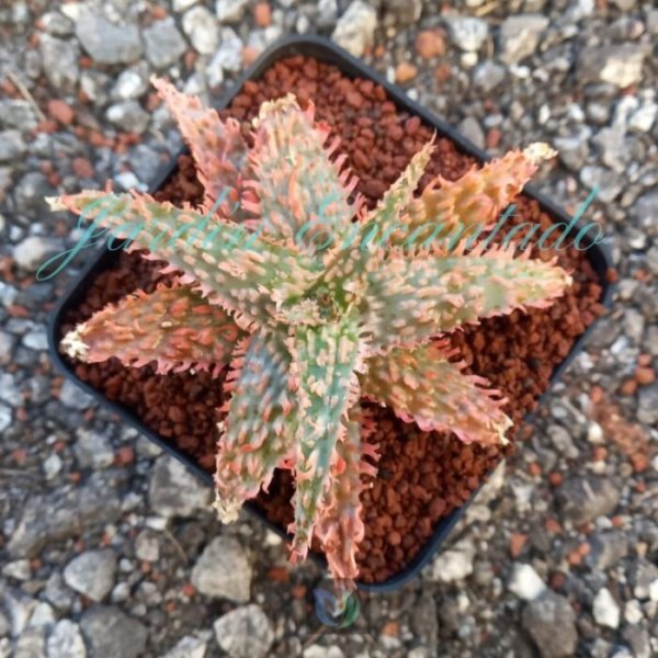 ALOE - 142 -