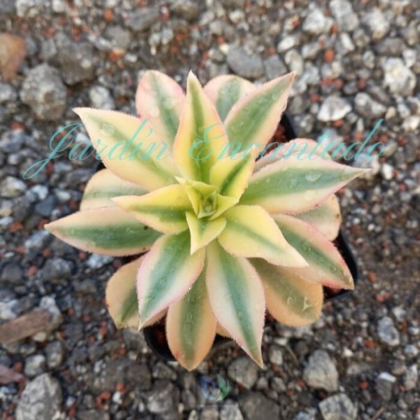 MAPLE LEAF
