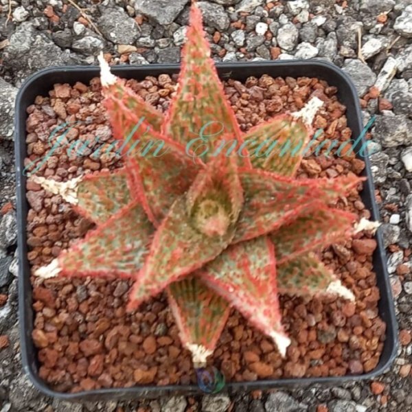 ALOE - 13 -
