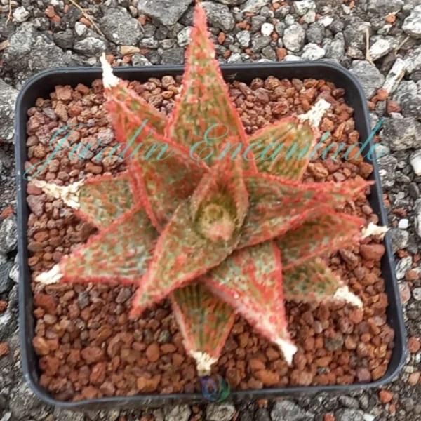 ALOE - 13 -