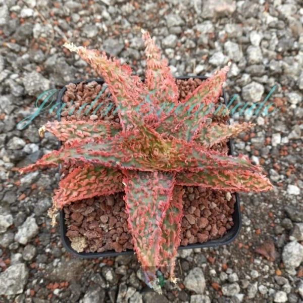 ALOE - 246 -