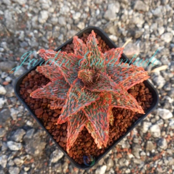 ALOE - 164 -