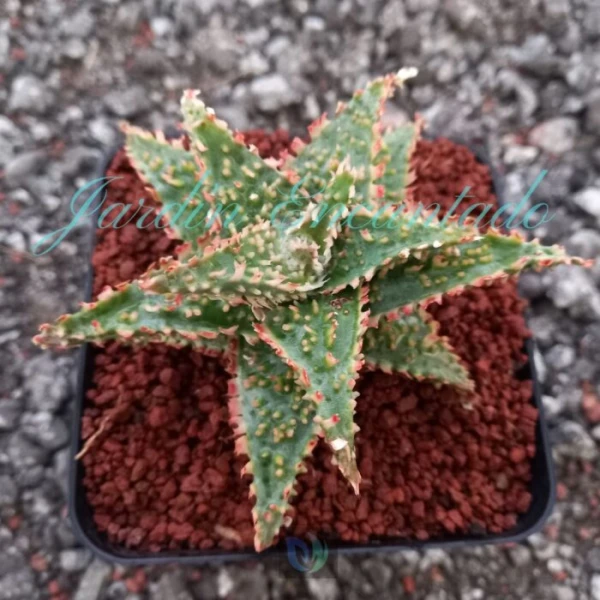 ALOE - 189 -