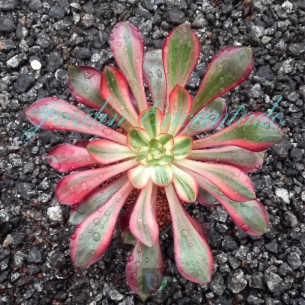 VOODOO VARIEGADO F2
