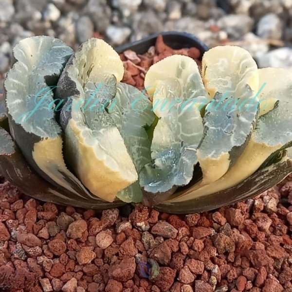 TRUNCATA WAVE RAY VARIEGADA - Image 2