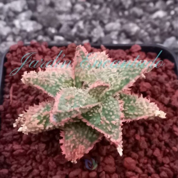 ALOE- 109- - Image 2
