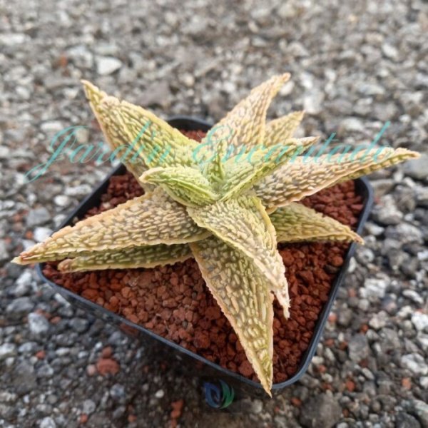 ALOE - 228 - - Image 2