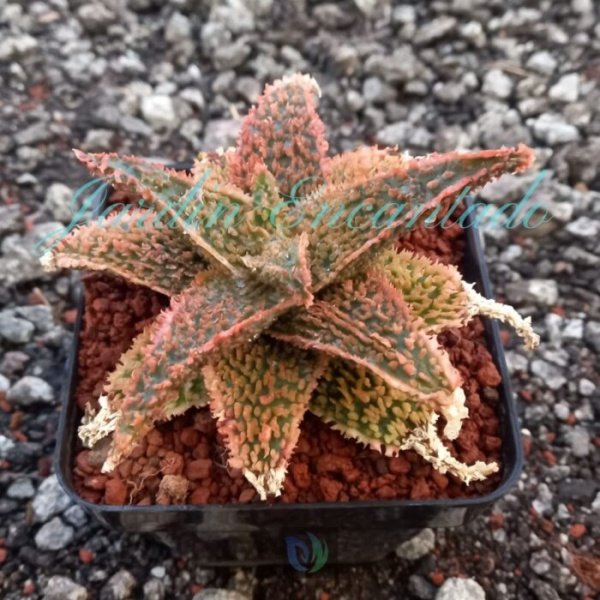 ALOE - 46- - Image 2