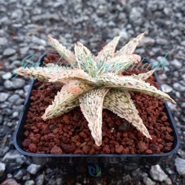 ALOE - 57- - Image 2