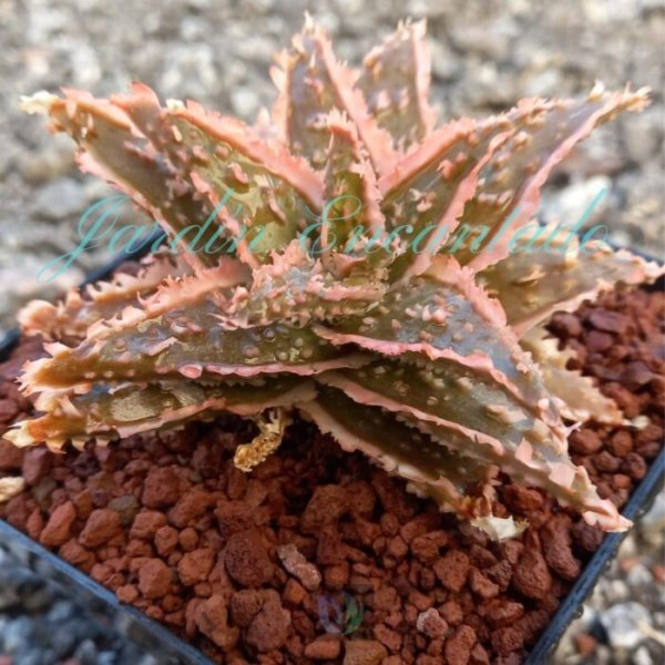 ALOE - 123 - - Image 2