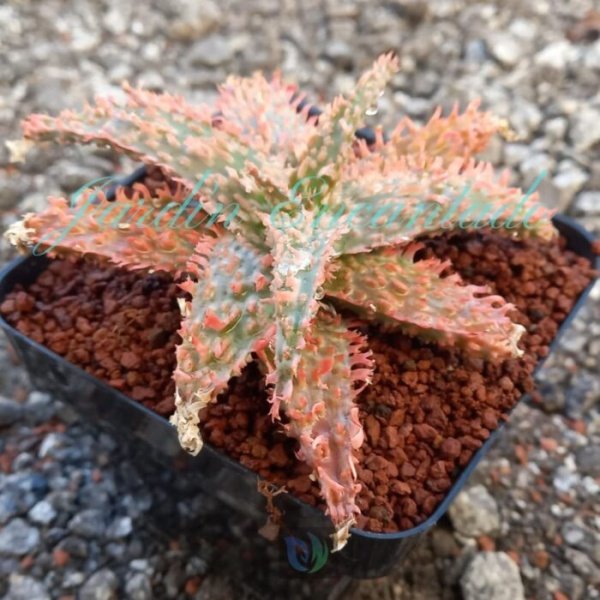 ALOE - 142 - - Image 2