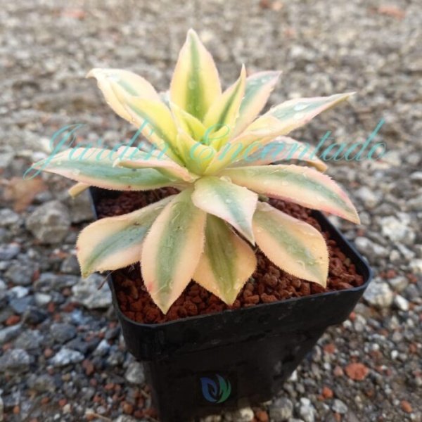 MAPLE LEAF - Image 2
