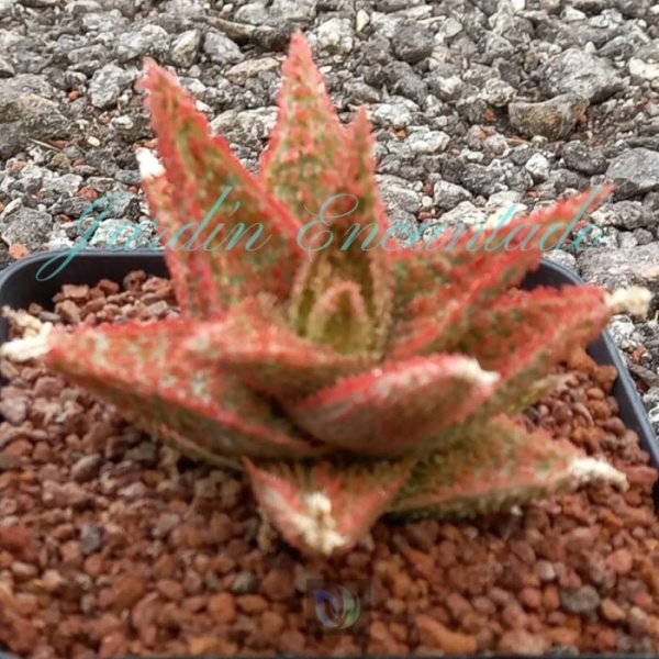 ALOE - 13 - - Image 2