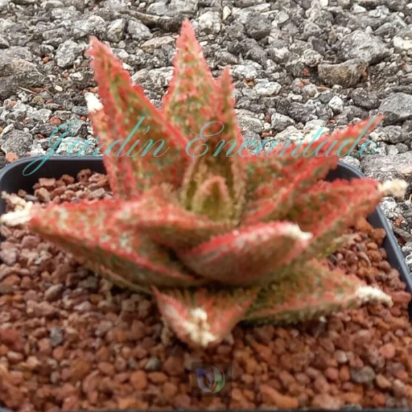 ALOE - 13 - - Image 2