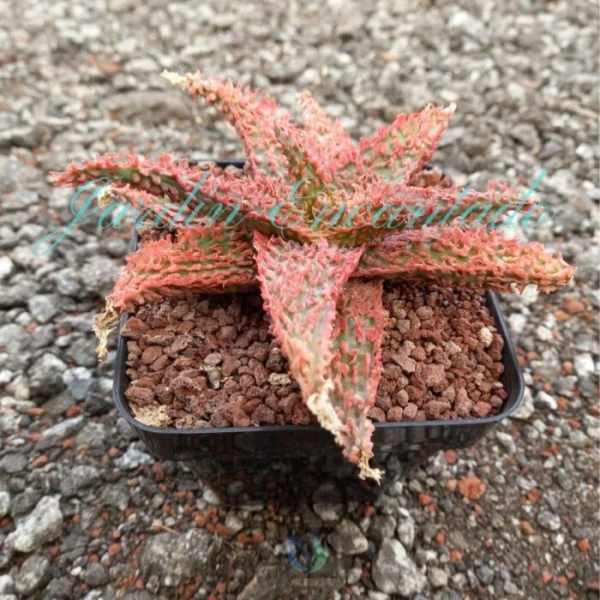 ALOE - 246 - - Image 2