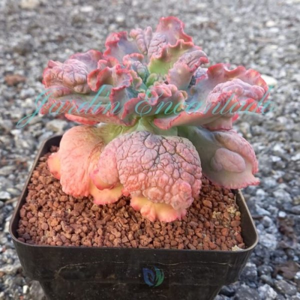 BLUSH - Image 2