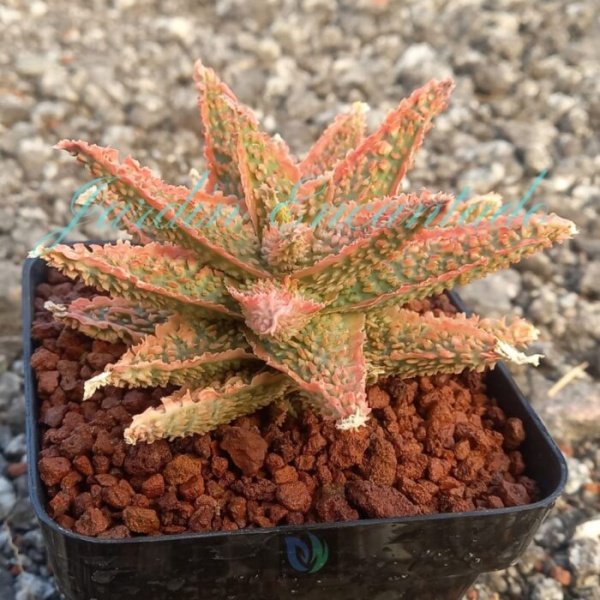 ALOE - 81- - Image 2