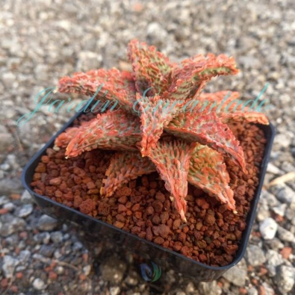 ALOE - 164 - - Image 2