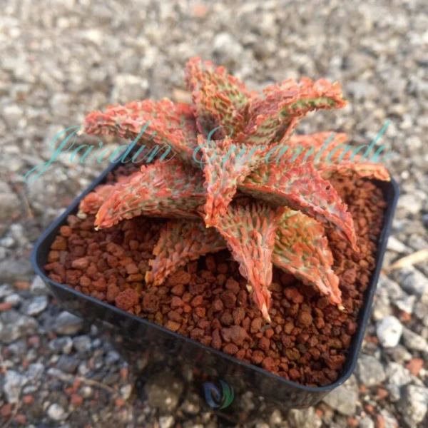 ALOE - 164 - - Image 2