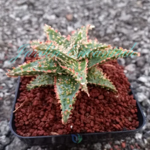ALOE - 189 - - Image 2