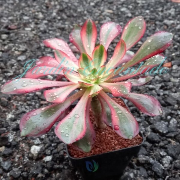 VOODOO VARIEGADO F2 - Image 2