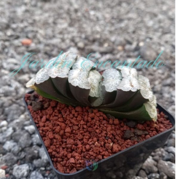 TRUNCATA SMILE - Image 2