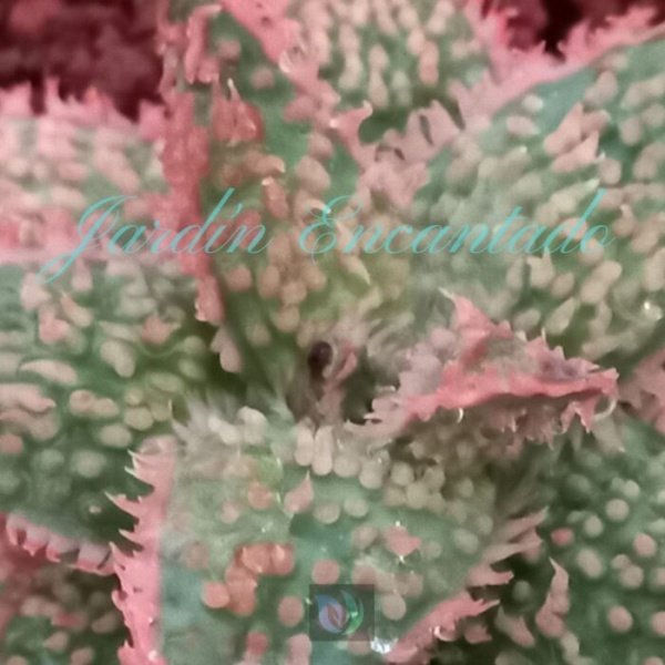 ALOE- 109- - Image 3