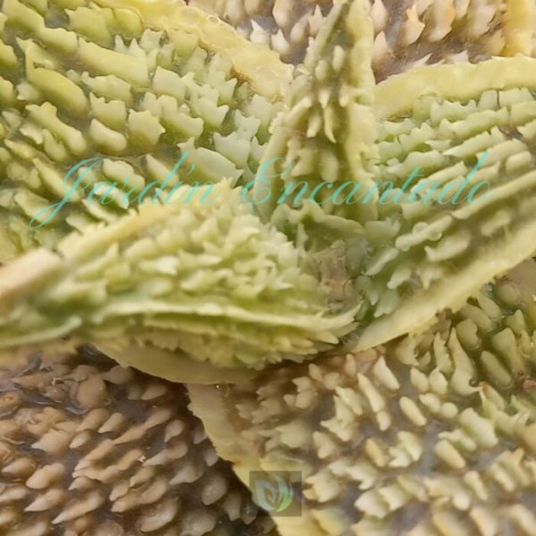 ALOE - 228 - - Image 3
