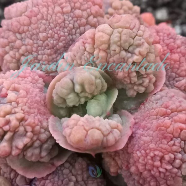 EXTREME - Image 3