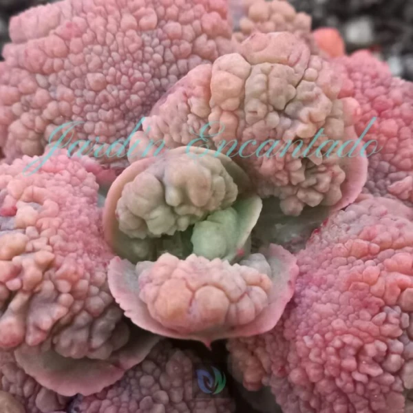 EXTREME - Image 3