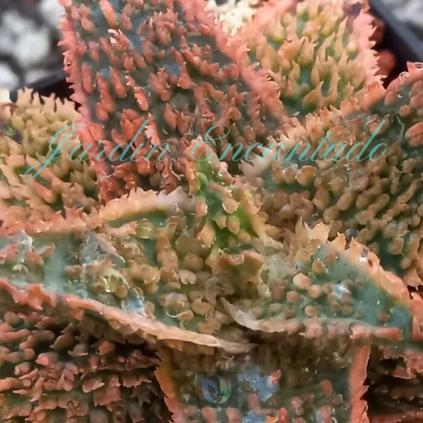 ALOE - 46- - Image 3