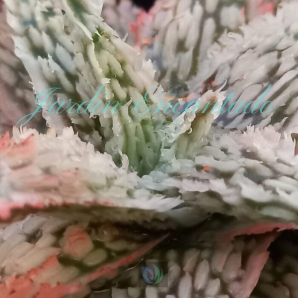 ALOE - 57- - Image 3