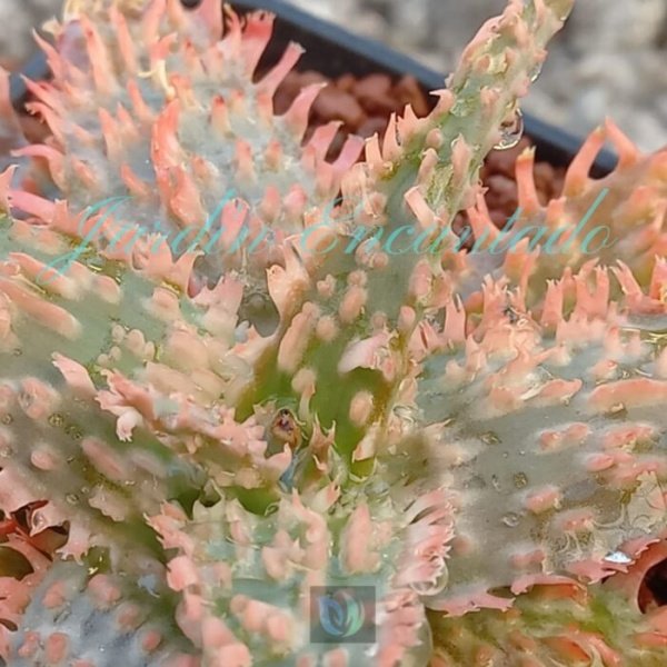 ALOE - 142 - - Image 3