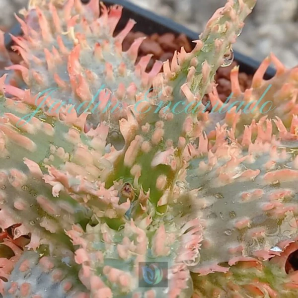 ALOE - 142 - - Image 3