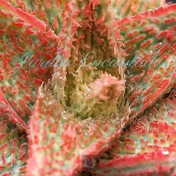 ALOE - 13 - - Image 3