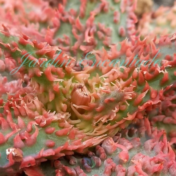 ALOE - 246 - - Image 3