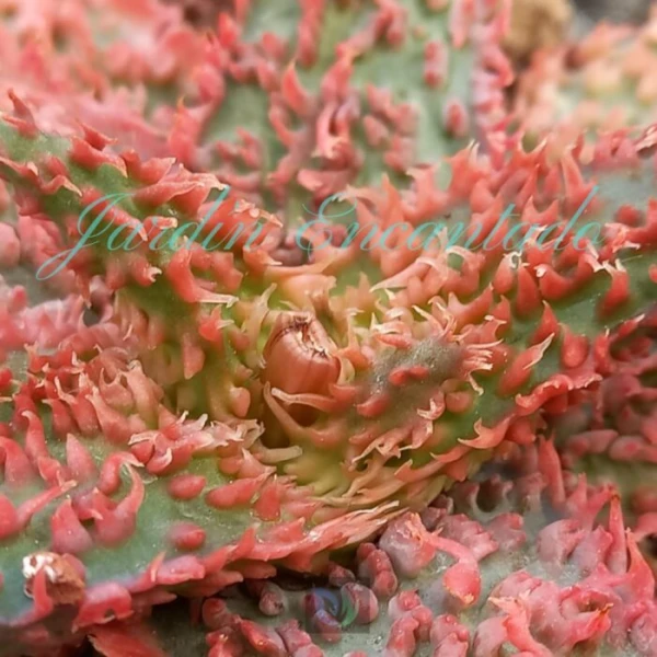 ALOE - 246 - - Image 3