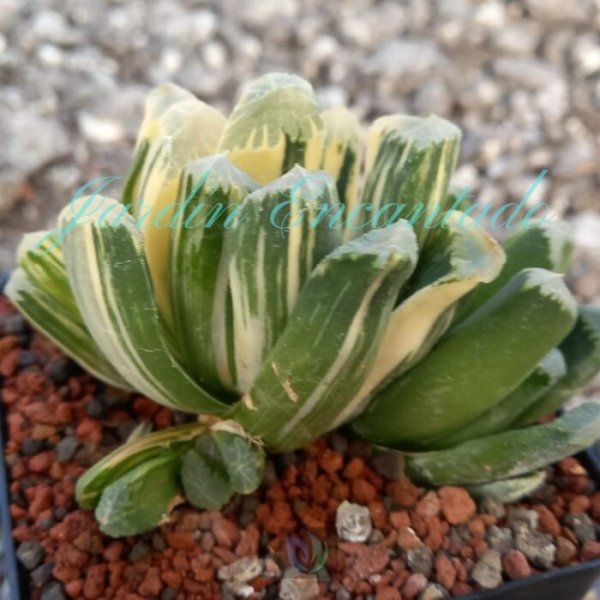 MAUGHANII VARIEGADA- G - - Image 2
