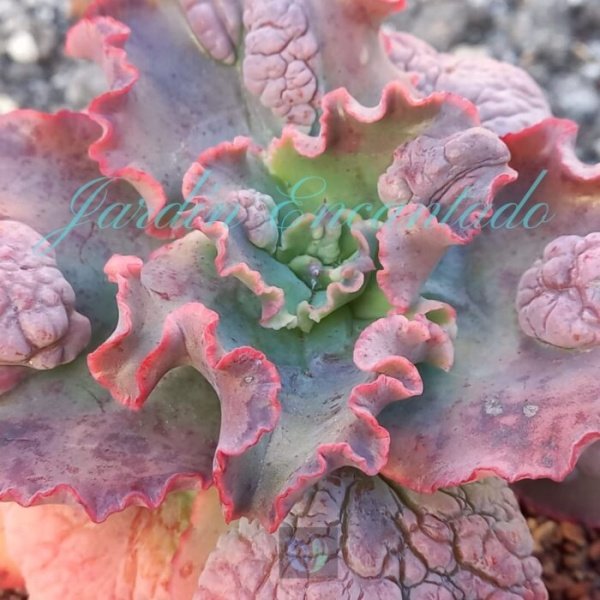 BLUSH - Image 3