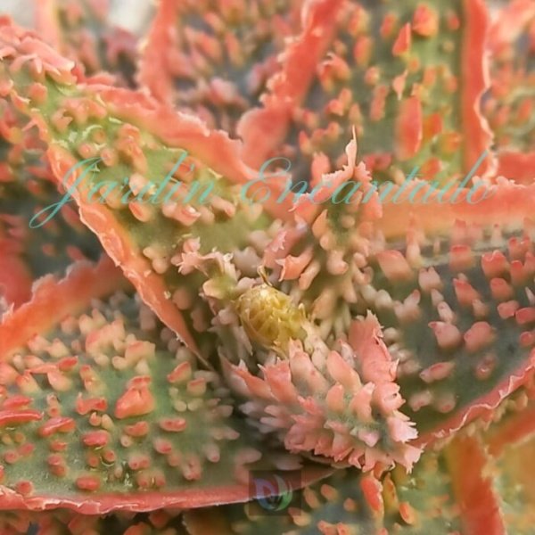 ALOE - 81- - Image 3