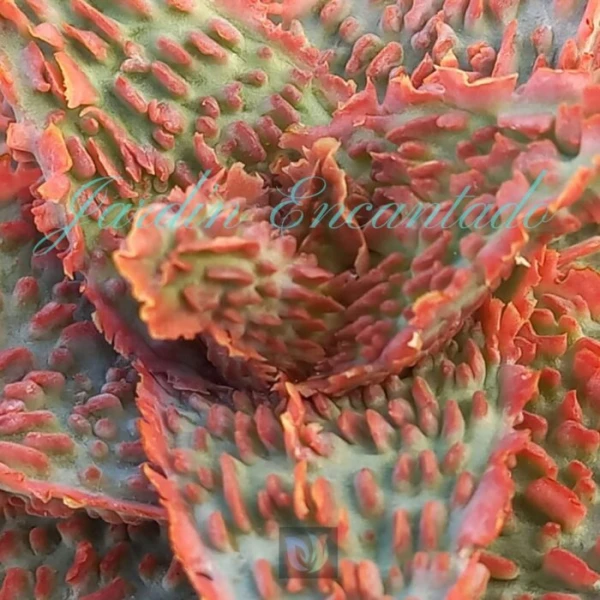 ALOE - 164 - - Image 3