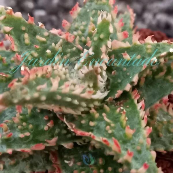 ALOE - 189 - - Image 3