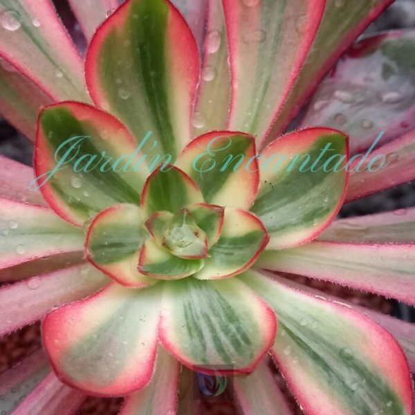 VOODOO VARIEGADO F2 - Image 3