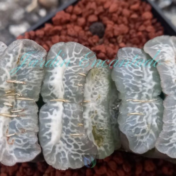TRUNCATA SMILE - Image 3