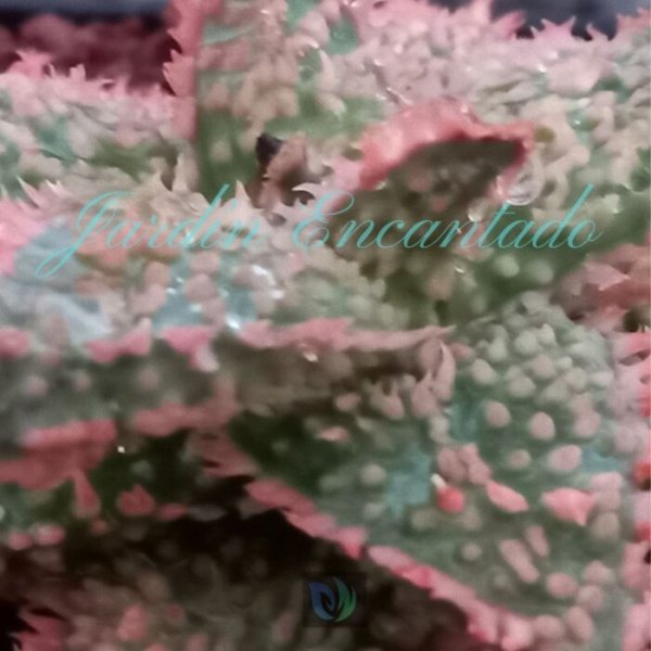 ALOE- 109- - Image 4