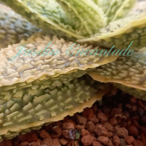 ALOE - 228 - - Image 4