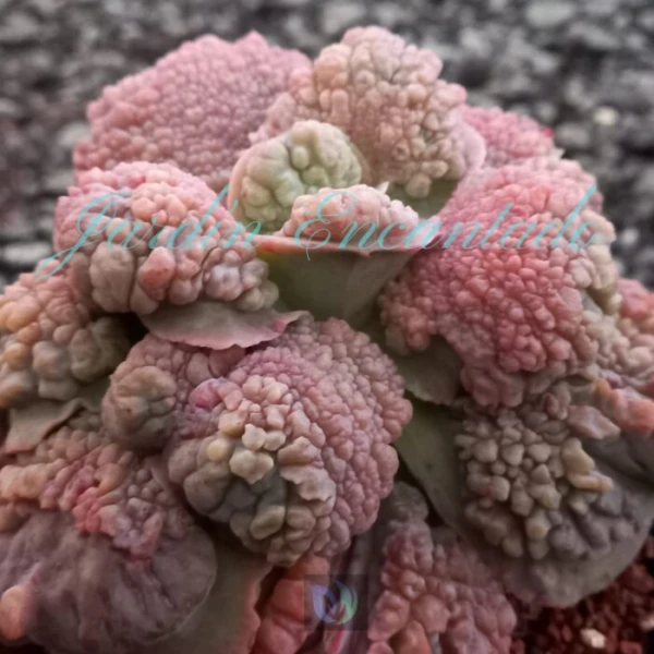 EXTREME - Image 4