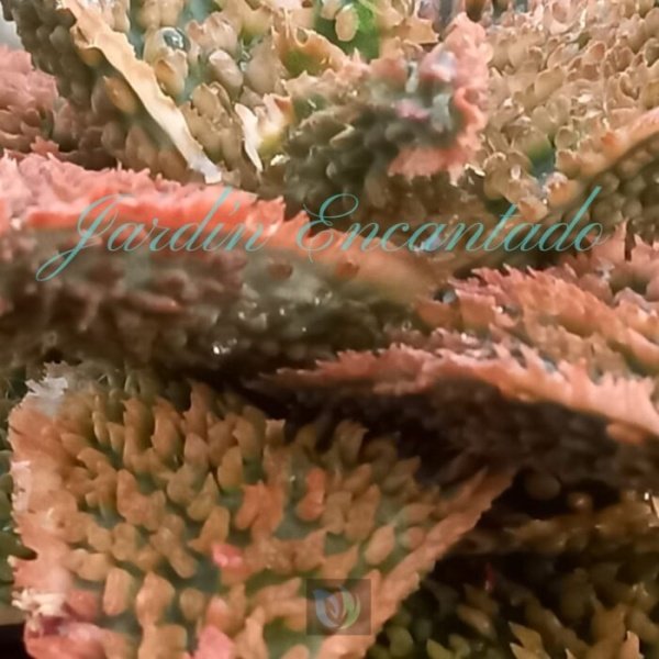 ALOE - 46- - Image 4